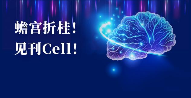 Cell项目文章 | 中国科学家解码人脑多区域时空发育奥秘！